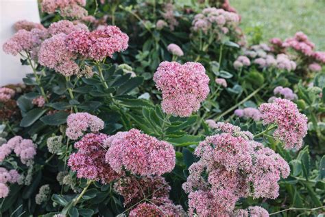 List Of Best Fall Flowers To Plant For Autumn Colors