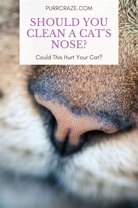 Cat Dry Nose Boogers Derailing Site Photos