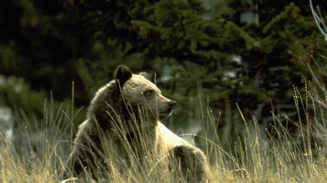 Petition · Us Fish And Wildlife Service Keep Yellowstone Grizzly