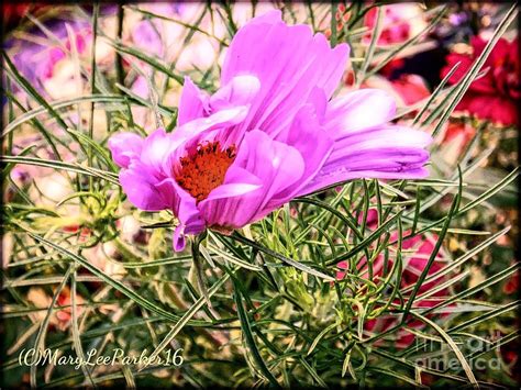 Bashful Flower Mixed Media By Marylee Parker Fine Art America