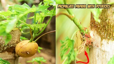 How To Propagate Papaya With Potatoes For Fast Rooting Growing Papaya