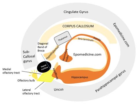 Diagram Of The Limbic System