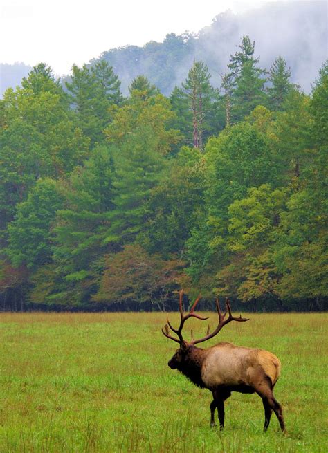 Cataloochee Valley And Elk Great Smoky Mountains