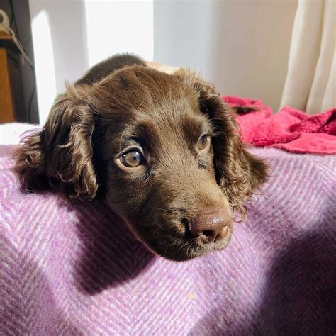 The Puppy Diaries You Cannot Go To See A Seven Week Old Cocker Spaniel Puppy And Not Fall In