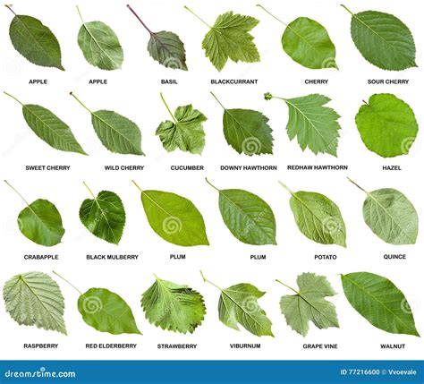 Collage From Green Leaves Of Trees With Names Stock Photo Image Of
