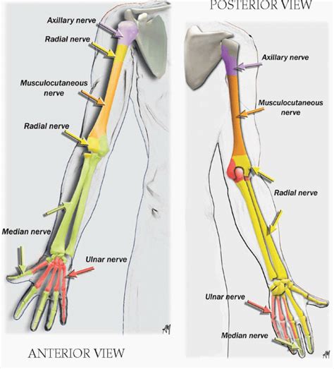 Upper Extremity Landmarks Teachme Orthopedics