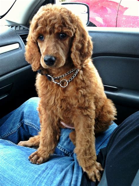 Her pups even get the early neurological stimulation through. Red standard poodle puppy. | puppy love | Pinterest