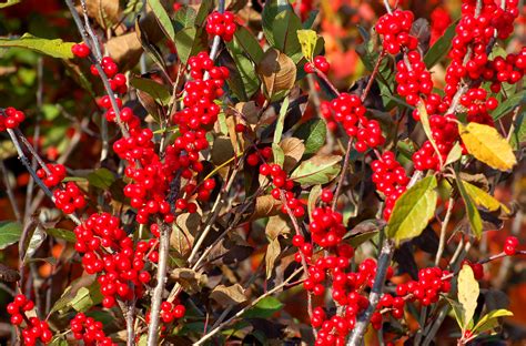 Winterberry Holly Shrubs Draw Songbirds Add Color