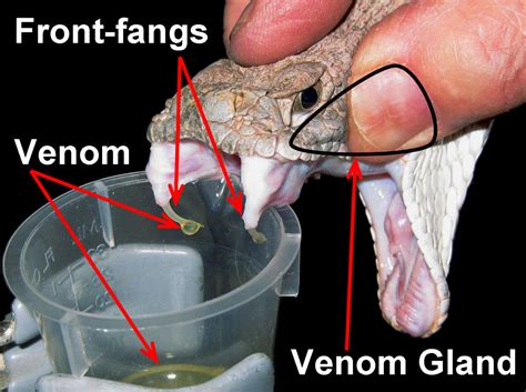 What Snakes Are Venomouspoisonous Hubpages