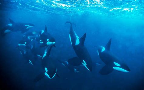 One Of The Best Picture Of Orcas I´ve Seen So Far Beautiful Just