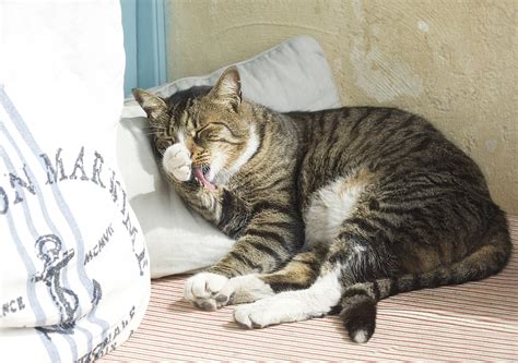 Sinus Problems In Cats Prana Pets
