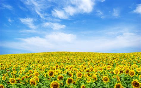 Free Download Sunflower Landscape Wallpapers Hd Wallpapers 1920x1200