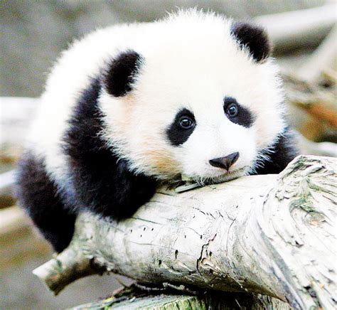 Happilyfull I Love Panda Bears