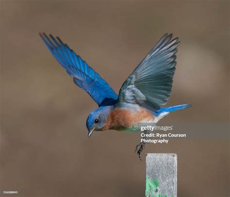 Bluebird In Flight High Res Stock Photo Getty Images