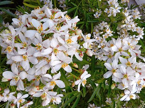 Useful for brightening a dull winter day, plant is sun. How to Grow and Care for Mexican Orange Plant