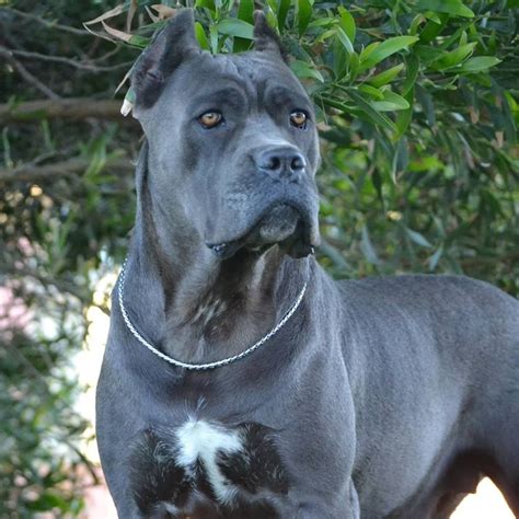 47 Cane Corso All Black For Sale Picture Bleumoonproductions