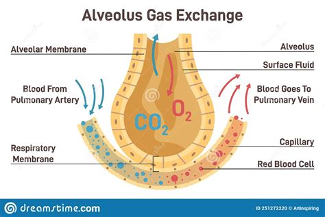 Gas Exchange Respiratory Membrane Of Alveoli Oxygen And Carbon Stock