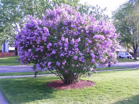 Lilac Tree Lilac Tree Lilac Bushes Garden Flowers Perennials