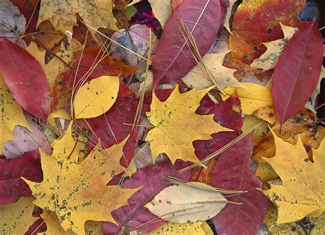 Fall Leaves On Forest Floor Photograph By Tim Fitzharris Fine Art America