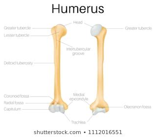 Drag the labels onto the diagram to identify the tissues and structures. 33 Blank Humerus To Label - Labels Database 2020