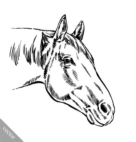 It measures 19 x 28 inches. Kleurplaat Paardenkop / Paarden kleurplaat 35039 ...