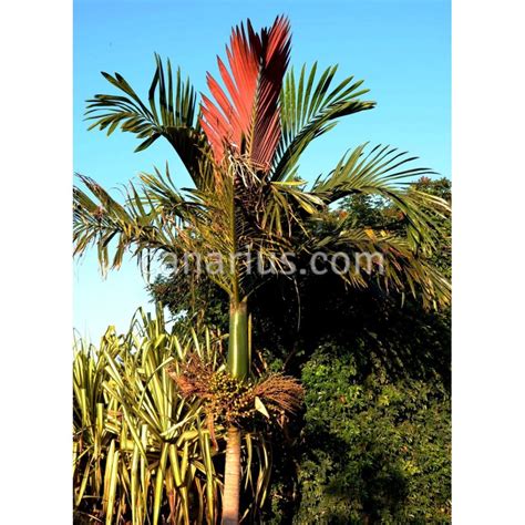 Buy Chambeyronia Macrocarpa Red Leaf Palm With Canarius