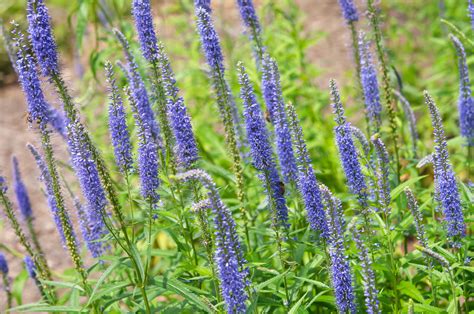 Grow Spiked Speedwell Veronica Spicata For Long Lasting Summer Blooms