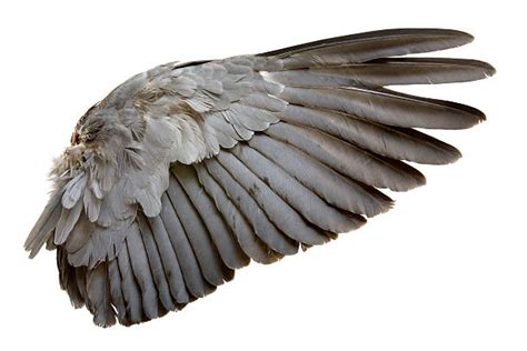 Bird Wings Stock Photos Pictures And Royalty Free Images Istock