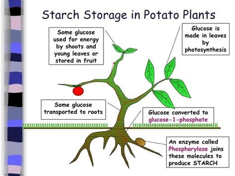 What Part Of The Plant Makes Food Plant Ideas