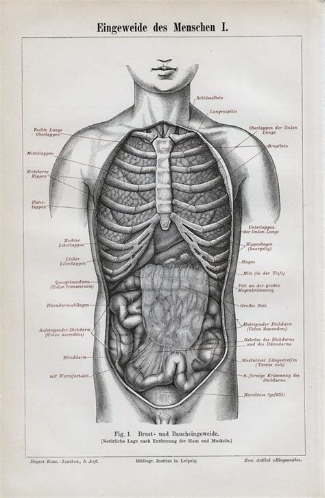 1892 Victorian Anatomy Print Viscera Entrails Bowels