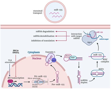 cancers free full text the role of mir 155 in antitumor immunity