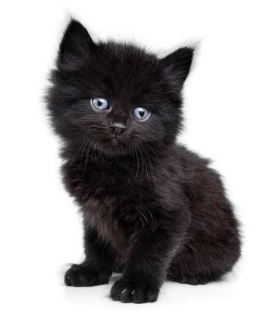 Click the pic for more cute pictures! Do Black Cats Look Good in Selfies? - Argos Pet Insurance