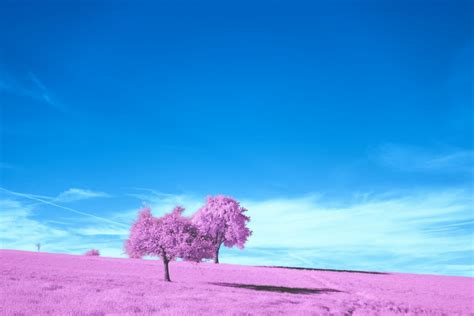A Lone Tree Stands In The Middle Of A Field Photo Free Infrared Image