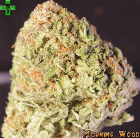 110 photos · curated by adam edwards. weed, Drugs, Marijuana, 420, Nature, Psychedelic, Plant ...