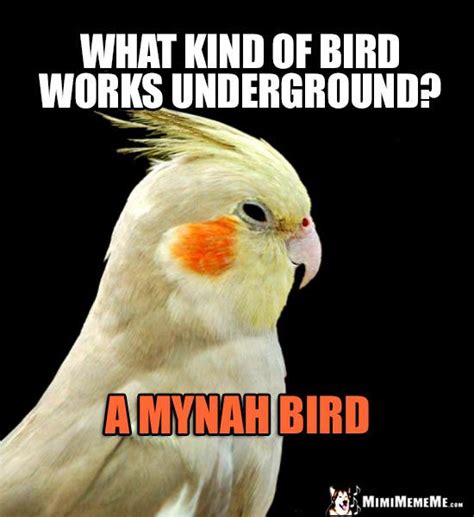 Funny Parrot Asks What Kind Of Bird Works Underground A Mynah Bird Funny Parrots Bird Puns