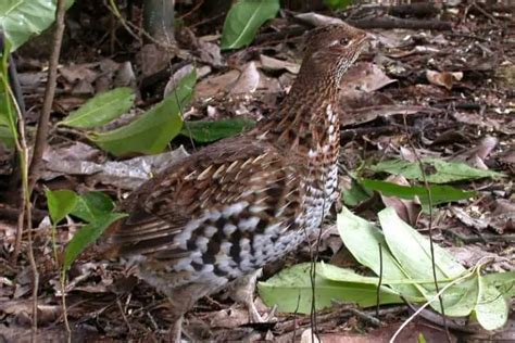 13 Examples of Ground Nesting Birds (With Pictures) - Bird Feeder Hub