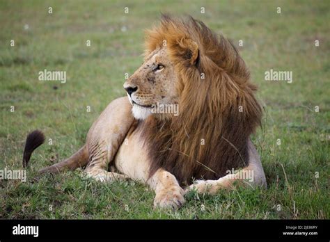 African Lion Panthera Leo Animal In The Wild Stock Photo Alamy