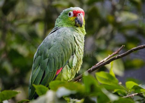 Red Lored Amazon Parrot In A Costa Rica Tropical Rainforest Stock