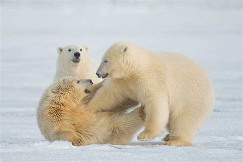 International Polar Bear Day Backcountry Journeys