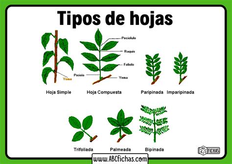 Las Plantas Y Las Hojas Abc Fichas