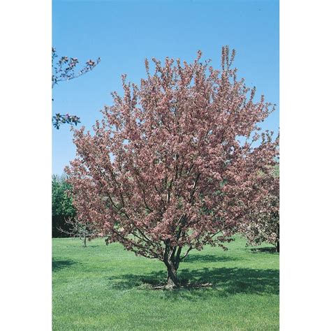 325 Gallon Multicolor Crabapple Flowering Tree In Pot With Soil