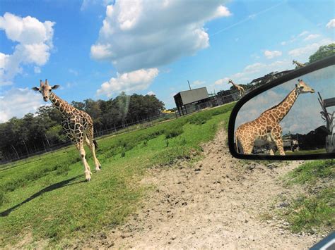 Lion Country Safari A Drive Through Unlike Any Other In Florida Palm