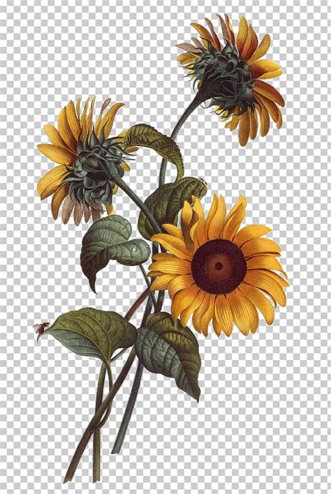 Hope y'all are getting a great start to the new year. Common Sunflower Watercolor Painting Drawing Botanical ...