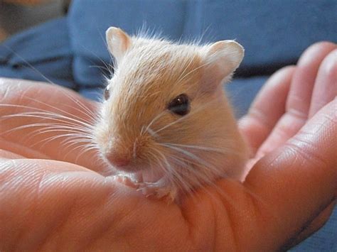 Cute Gerbils A Post Of Pictures Rodent Zone