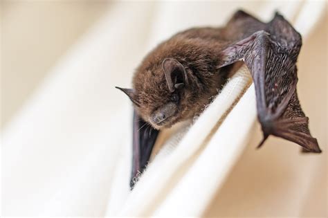 It might be very difficult to brightly light an entire attic, ceiling or any other area of the house. How to Get Rid of Bats - Old House Journal Magazine