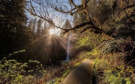 Hd Wallpaper Withered Tree Nature Landscape Forest Waterfall Path