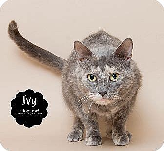 Southgate MI Domestic Shorthair Meet Ivy WAC A Cat For Adoption