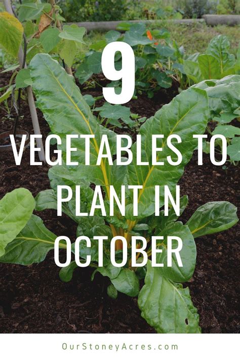 October Planting Guide Vegetables You Can Plant In October Our
