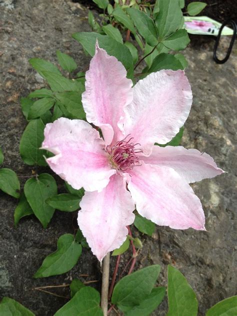 Clematis 'pink fantasy' was raised by a canadian nursery and was introduced to the uk by fisk's clematis nursery, suffolk, england. Clematis Pink Fantasy