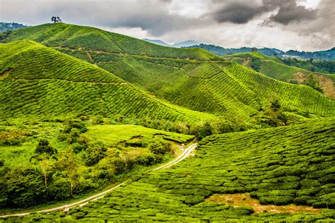 Cameron highlands vacation rentals cameron highlands vacation packages flights to cameron highlands cameron highlands restaurants things to do in cameron highlands cameron the gunung brinchang is one of the many tourist attraction around cameron highlands. 23 Top Tourist Attractions in Malaysia (with Map & Photos ...